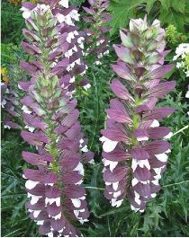 Acanthus hungaricus white lips